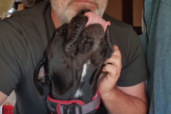 hab dich lieb
