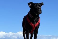 Hund im Wind